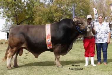 L 5353 - Senior Champion Bull, Sam owner Alphine stud of Donsie (0825621222) and Philip Wessels (0832642199)